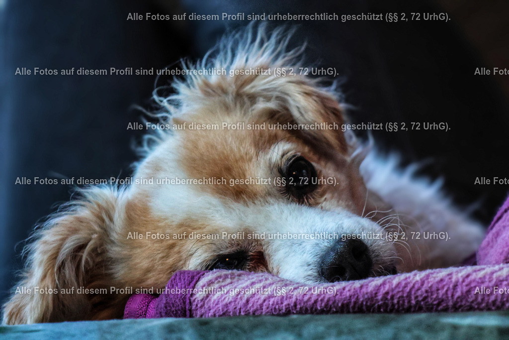 20240307173150_0C4A2590-01_2 | krollfotografie - Realisiert mit Pictrs.com