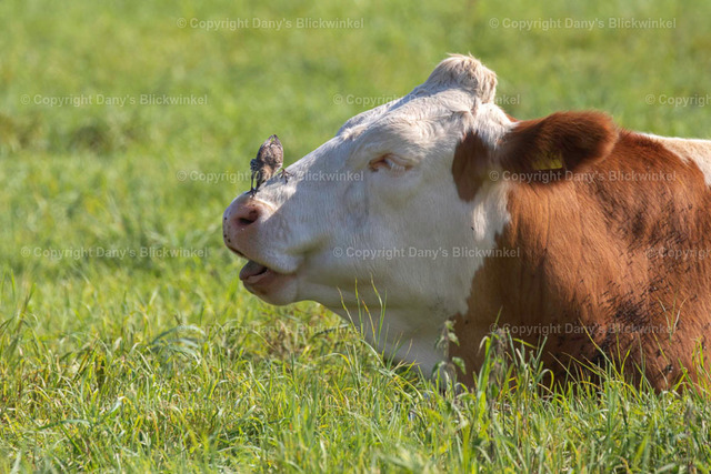 201753 | Tierfotografie, Tierkalender, Tierbilder, Insekten, Spinnen, Vögel, Schmetterling, Libellen, Leinwand, Colorkey, Qualität, Geschenkartikel, Geschenk - Realisiert mit Pictrs.com
