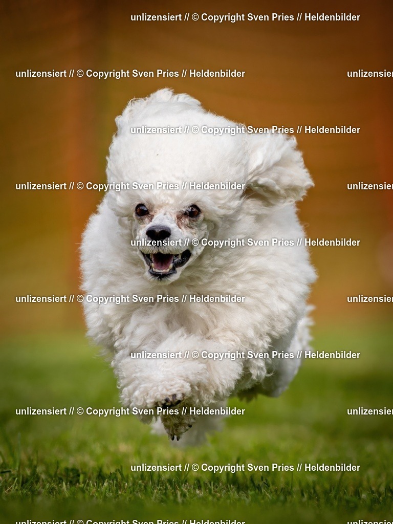 Sven Pries | 2024-09-22 - Hunderennen Baden-BadenPudelverein - Realisiert mit Pictrs.com