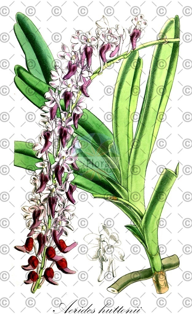 HistAbb_wfo-0000863130_1_ENZY_Simple | Historische Abbildung von Aerides huttonii - Orchidaceae | Historical Illustration of Aerides huttonii - Orchidaceae