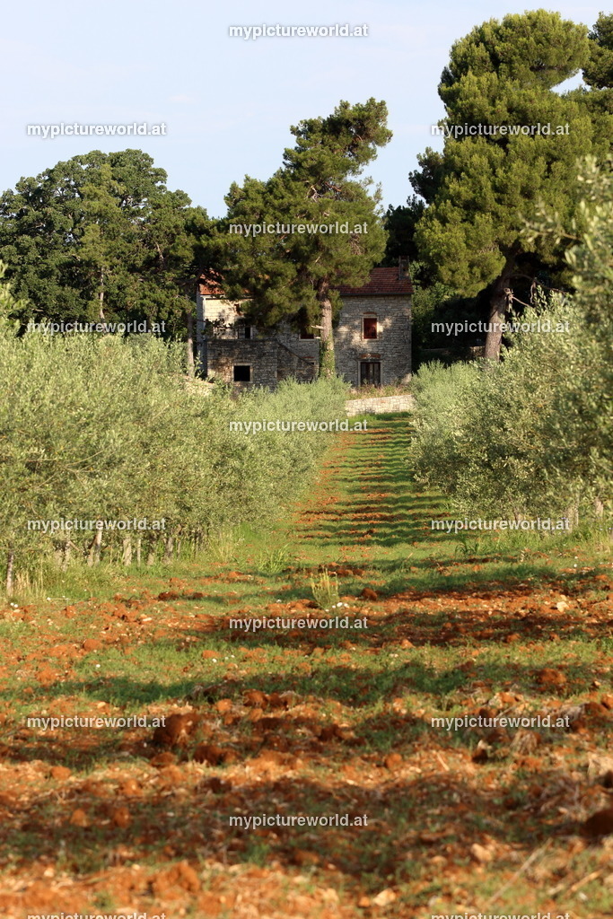 Visnjan-012 | Das Bilderarchiv über Tiere, Planzen und Landschaften. In der Bilddatenbank finden Sie ein große Auswahl an hochwertigen Bilder für Ihre Werbung - Realized with Pictrs.com