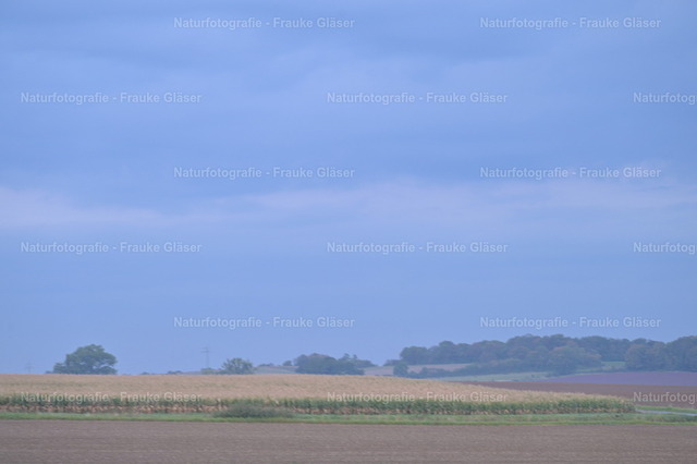 Herbst in Bornum  | Naturfotografie Frauke Gläser - Realisiert mit Pictrs.com