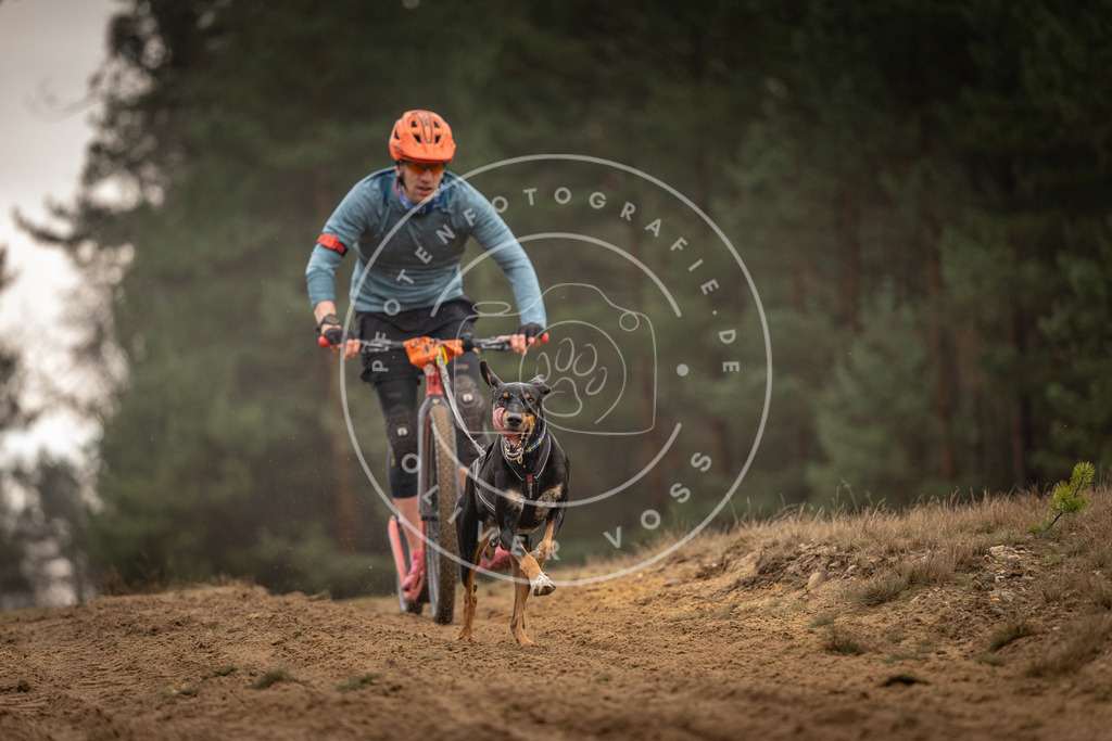 Pfotenfotografie_DV3A4916 | Hundefotografie, Tierfotograf, Pfotenfotografie, Fotoshooting Hund, Hunde Portrait, Hundesport, Hundeportraits, Heideshooting, Hunde, Sportfotograf, Hundefotograf, Turnierhundsport, THS,  - Realisiert mit Pictrs.com