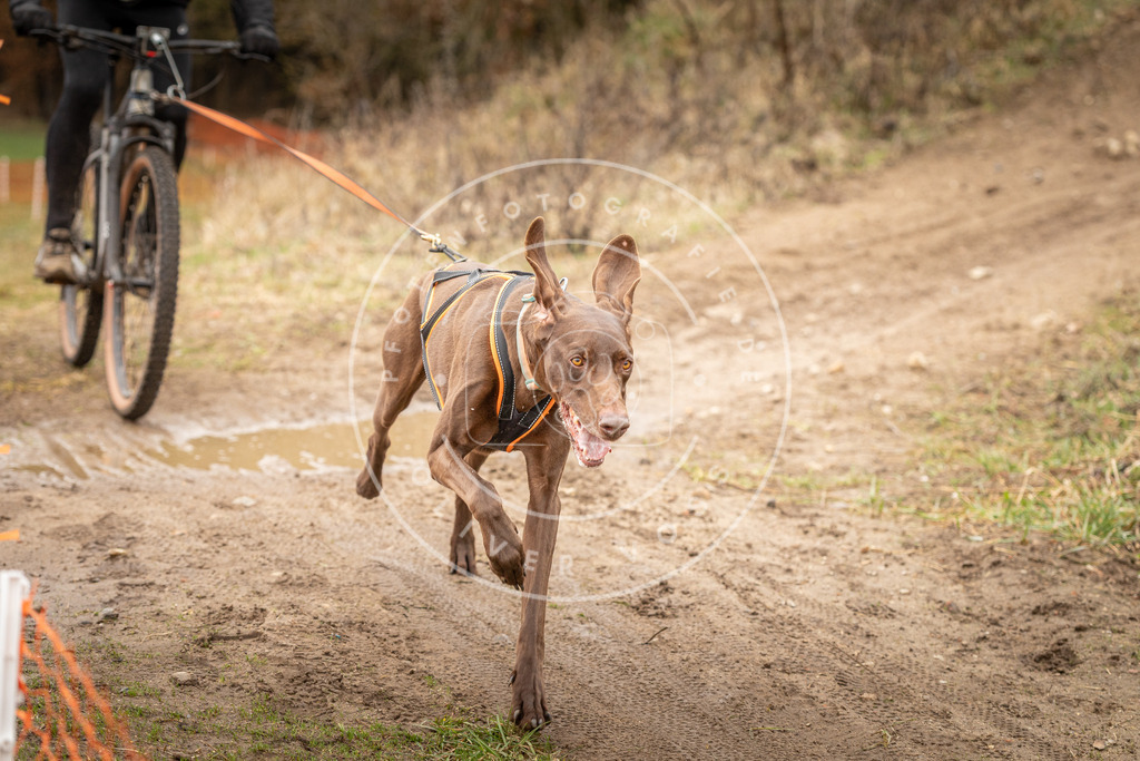 DV3A1193 | Hundefotografie, Tierfotograf, Pfotenfotografie, Fotoshooting Hund, Hunde Portrait, Hundesport, Hundeportraits, Heideshooting, Hunde, Sportfotograf, Hundefotograf, Turnierhundsport, THS,  - Realisiert mit Pictrs.com