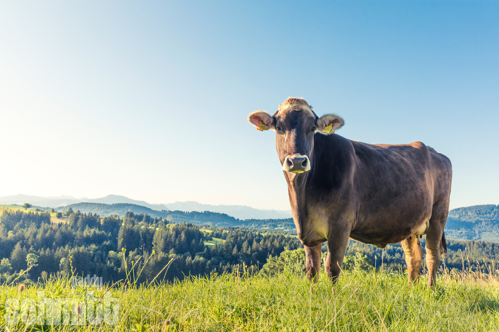 PS-Tiere-2026-57 | Entdecke die größte Bildgalerie der Region mit Fotografien aus dem Allgäu, der Bodenseeregion, Oberschwaben, dem Donautal und der Schwäbischen Alb. Landschaften, Luftaufnahmen und Reisefotografie als Wandbild und Fotokunst. - Realisiert mit Pictrs.com