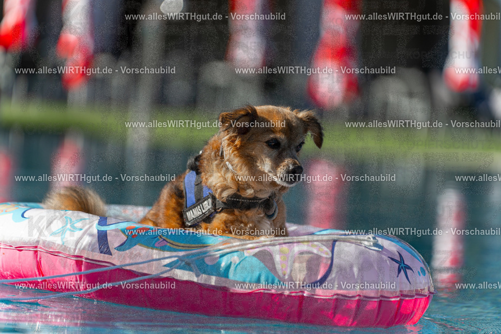 Hundeschwimmen_Volksbad_2026-allesWIRTHgut_Tierfotografie-2609061046-095644-7R509168 | Professionelle Tierfotografie in Mönchengladbach von Daniel Wirth (allesWIRTHgut). Liebevolle & natürliche Bilder von Hunden & Katzen für unvergessliche Erinnerungen.