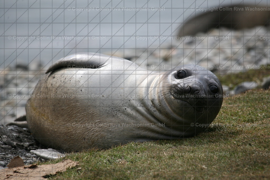 IMG_3094 | Antarktis / Antarctica - Realisiert mit Pictrs.com