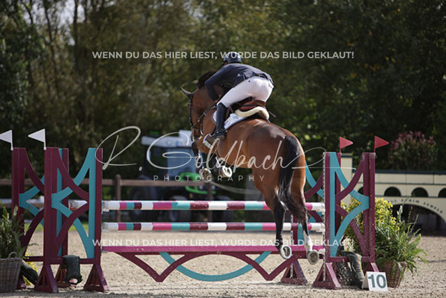 1J2A6104Andreas Erni_ D_Olympic L.A. Z_ Kn349_ Havekost | Foto- und Videografie für alles rund ums Pferd. Hochwertige Bilder und Videos vom Spring- und Dressurreiten, Voltigieren & mehr. Jetzt aktuelle Veranstaltungen und Preise im Shop ansehen. - Realisiert mit Pictrs.com
