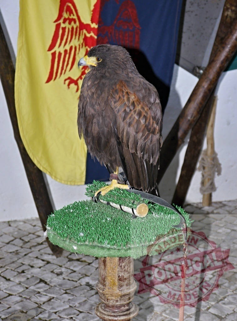 Harris's hawk perching for medieval festival falconry display | Harris's hawk standing tethered on a perch in front of heraldic flags during a medieval fair - Realisiert mit Pictrs.com