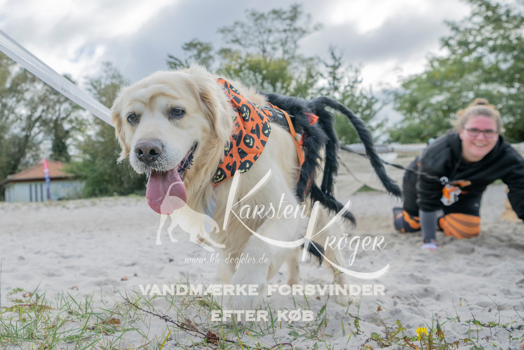 1226_ZZ91525 | kk-dogfotos