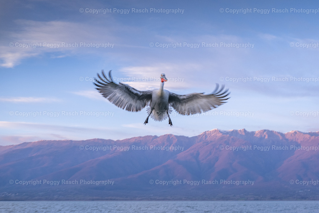 Pelikane_2024_3. Tag_abends_groß-21 | PeggyRaschPhotography - Realisiert mit Pictrs.com