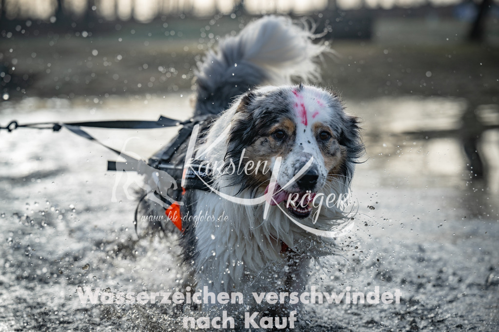 0821_ZZ96806 | kk-dogfotos