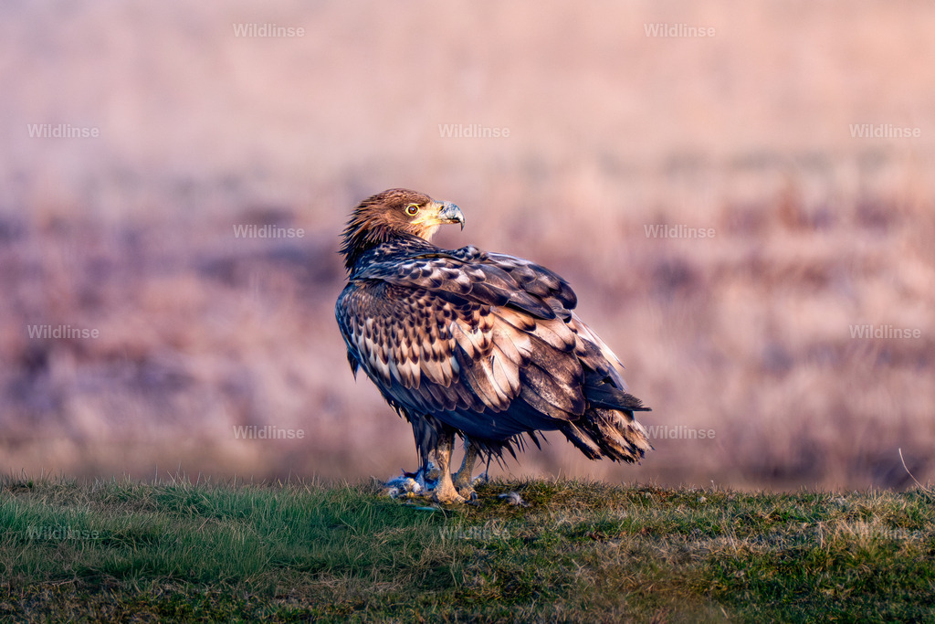 Seeadler | Willkommen bei Wildlinse. Wildtierfotografien aus Schleswig-Holstein: Entdecke einzigartige Fine-Art-Prints und Poster, die Ruhe, Wildnis und die Schönheit unserer heimischen Tierwelt in dein Zuhause bringen. - Realisiert mit Pictrs.com