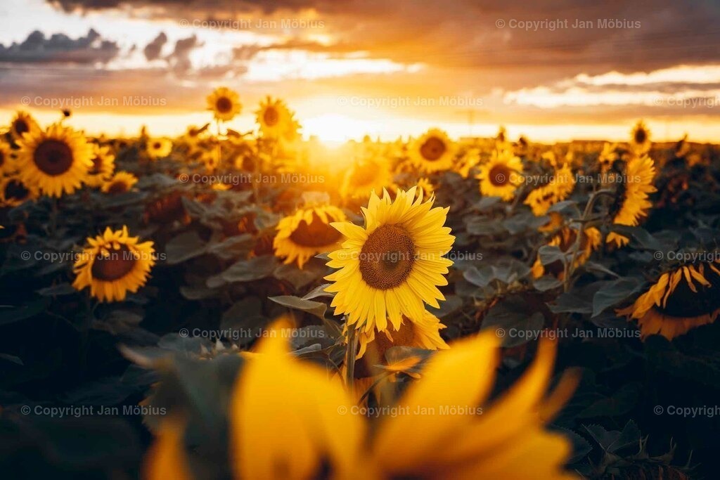 _DSC6179 | Leipzig Wandbilder Drucke Prints Leinwand Stadtmotive Leipzig Fotosdruck Kunstdrucke Bilder Leipzig Stadtansichten Acrylglasbilder Leipzig Wanddeko Fine Art Prints Wandbilder Büro Leipzig Bilder Praxis Zuhause Bilderdruck Poster Posterlounge Kunstdrucke - Realisiert mit Pictrs.com