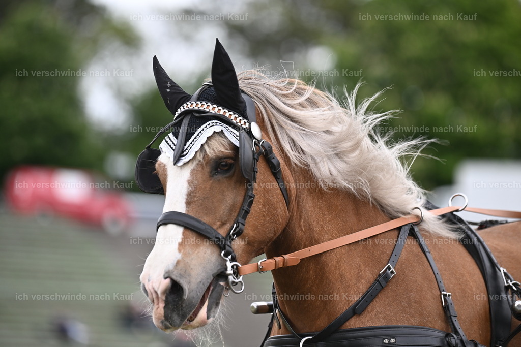 PI26_Show_Sara_Landvogt_226_1365.JPG | working equitationturnier fotograf videograf stoibphotography marixx film working equitation deutschland reitsport turnierfotografie eventfotografie equestrian events