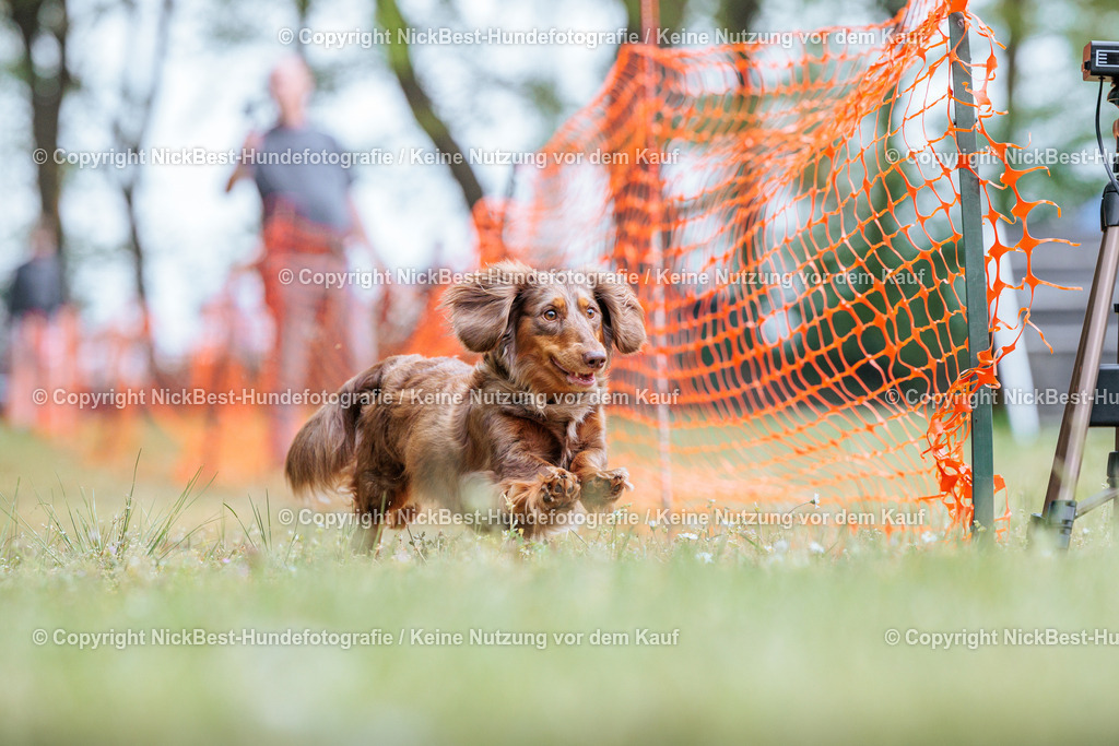 Sage Hunderennen Frühlingsfest-2026-Nickbest-Hundefotografie-0776 | Dein Hund! Dein Moment! Deine Erinnerungen! Hundefotografie in Bremen Blumenthal. Ich fange die besonderen Momente deines Vierbeiners ein – ob Indoor mit Blitzanlage oder in der freien Natur. Sicher dir dein Moment und dein Termin für eure Erinnerungen.