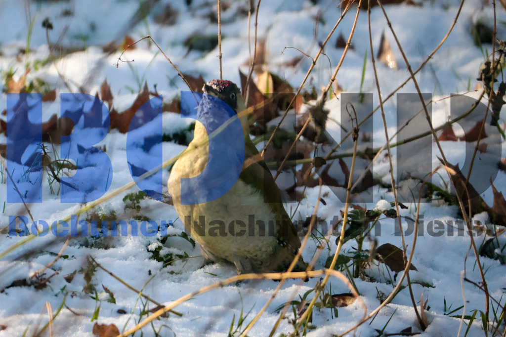 Gruener Specht {date} -  | {headline}



(Foto: Sebastian Sendlak / BOND)

 - Realisiert mit Pictrs.com