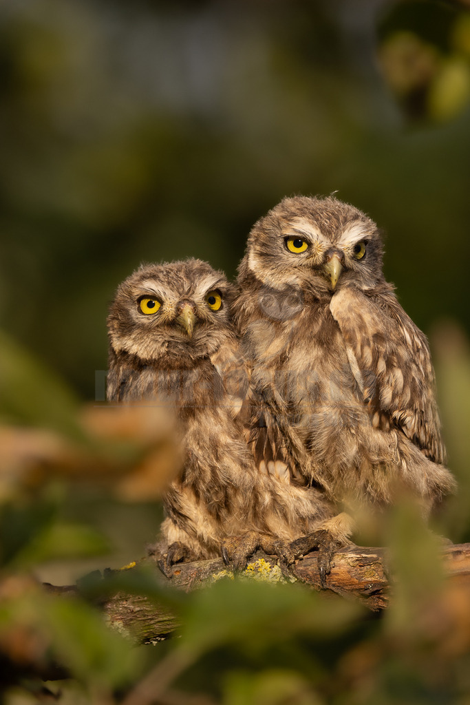 R5NF5573-20230607 | Der Steinkauz ist eine kleine, kurzschwänzige Eulenart aus der Familie der Eigentlichen Eulen. Das Verbreitungsgebiet des Steinkauzes erstreckt sich über Eurasien und Nordafrika. Er ist ein charakteristischer Bewohner der Baumsteppe mit spärlicher oder niedriger Vegetation und jagt bevorzugt auf dem Boden.  - Realisiert mit Pictrs.com