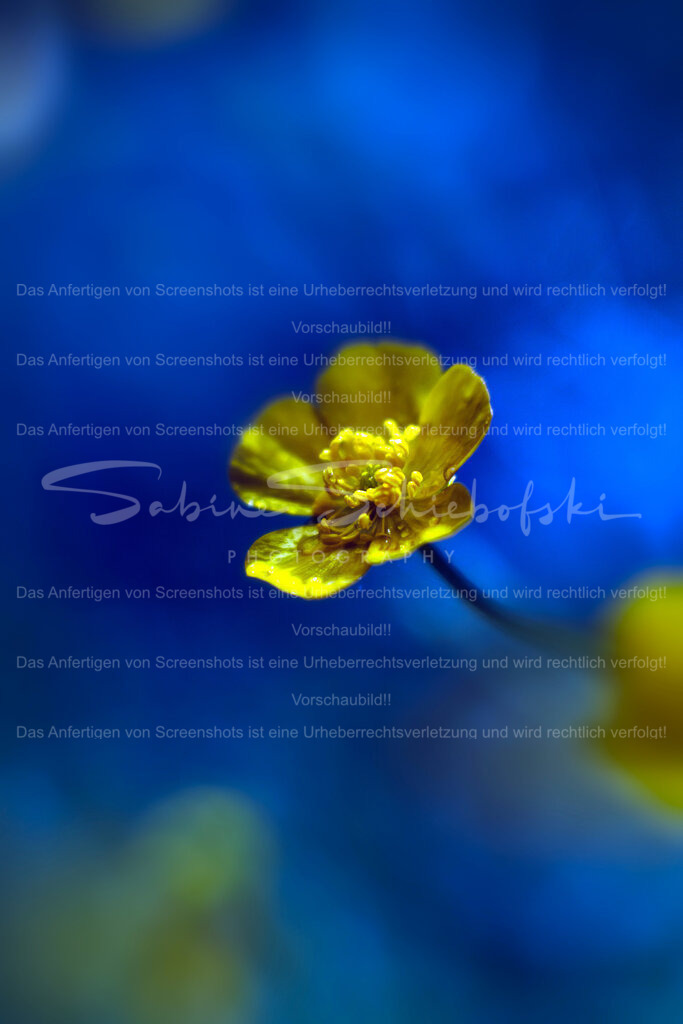 Hahnenfuss | People- und Tierfotografie, Imageaufnahmen, Veranstaltungsfotografie und Wandbilder aus der Natur ★ Made in Germany ✔️ Druck + Downloads ✔️ Naturfotografie in Top Qualität ★ schneller Versand, weltweite Lieferung! - Realisiert mit Pictrs.com