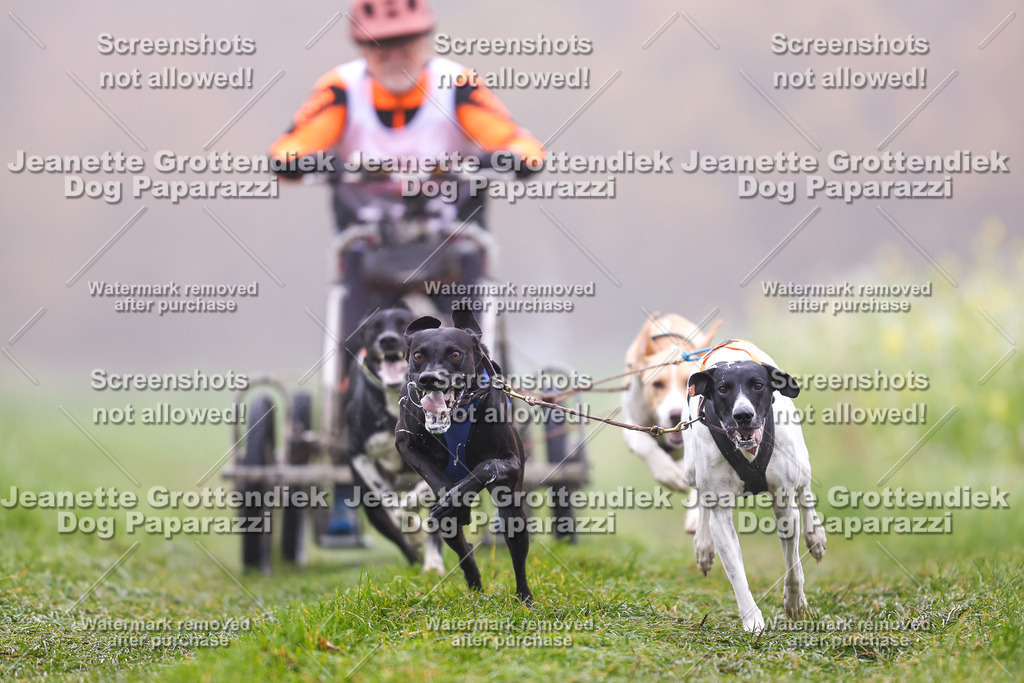 Dog Paparazzi - Visbeck 25 -11 | Dog Paparazzi Jeanette Grottendiek Fotografie & Videografie - Realisiert mit Pictrs.com