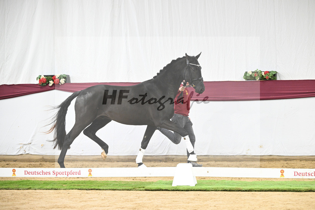 Kat-Nr. 110 Fanegro x Bon Coeur_ZG Schulze-Averdiek_47253477 | hf-fotografie - Realisiert mit Pictrs.com