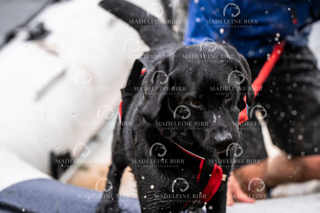 madeleinebirr-fotografie2025.campcanis.11-12Uhr-70 | hundefotografie-birr