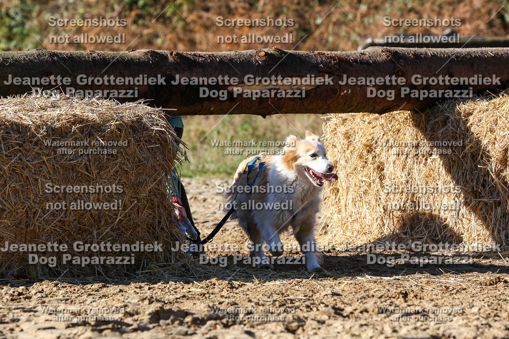 Dog Paparazzi - Strongdog 10-25-2526 | Dog Paparazzi Jeanette Grottendiek Fotografie & Videografie - Realisiert mit Pictrs.com