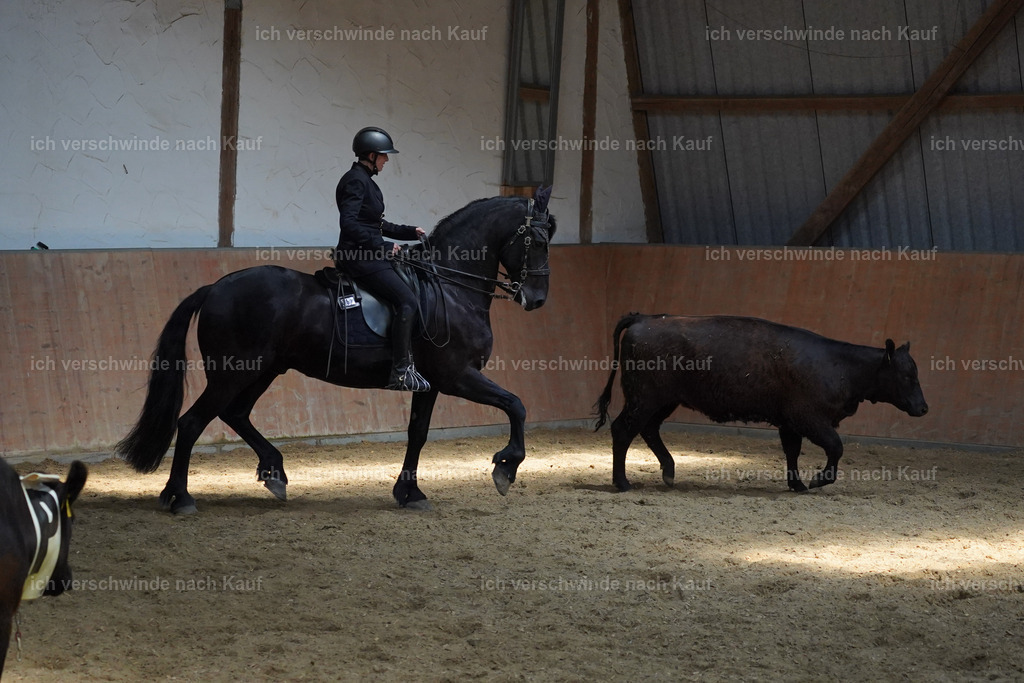 KlasseM_Lucie651 | working equitationturnier fotograf videograf stoibphotography marixx film working equitation deutschland reitsport turnierfotografie eventfotografie equestrian events
