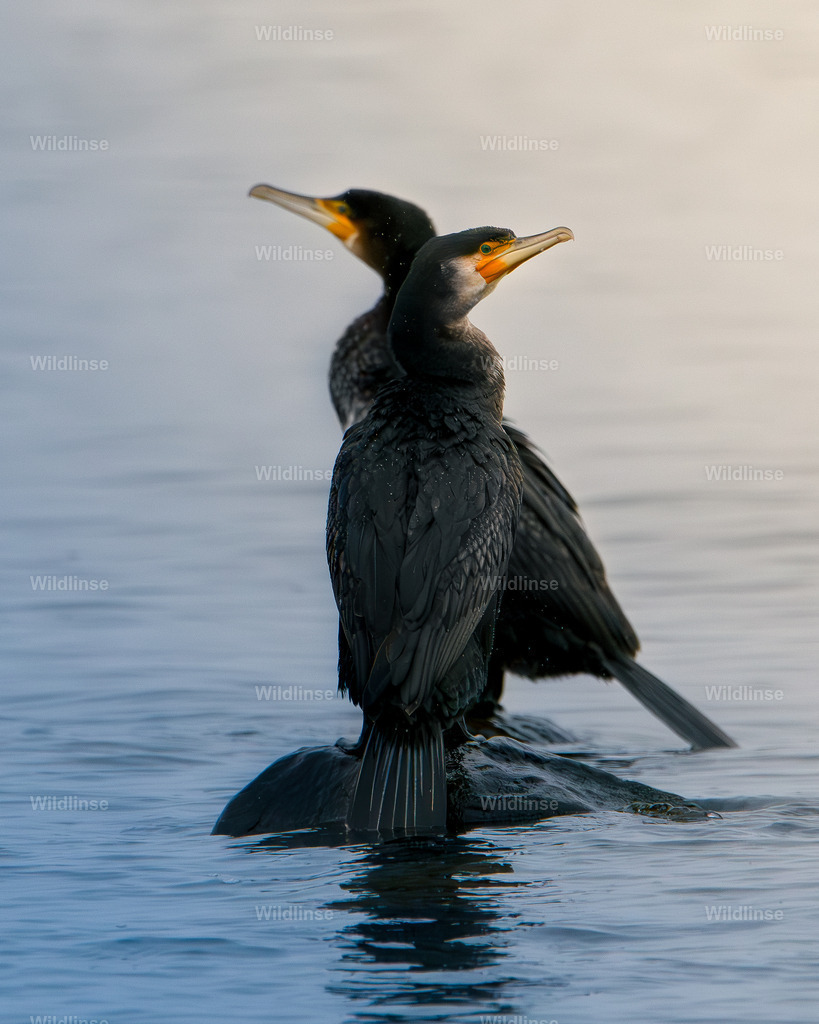 Wildlinse-240101-1 | Willkommen bei Wildlinse. Wildtierfotografien aus Schleswig-Holstein: Entdecke einzigartige Fine-Art-Prints und Poster, die Ruhe, Wildnis und die Schönheit unserer heimischen Tierwelt in dein Zuhause bringen. - Realisiert mit Pictrs.com