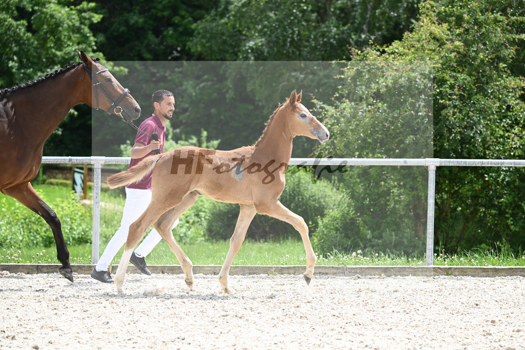 Chacoon Blue x Balous Bellini_HF_Foth_20240527 | hf-fotografie - Realisiert mit Pictrs.com