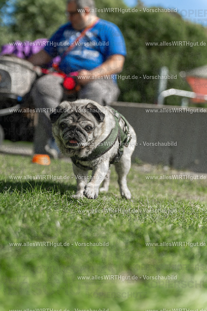 Hundeschwimmen_Volksbad_2026-allesWIRTHgut_Tierfotografie-2609061434-7R501124 | Professionelle Tierfotografie in Mönchengladbach von Daniel Wirth (allesWIRTHgut). Liebevolle & natürliche Bilder von Hunden & Katzen für unvergessliche Erinnerungen.