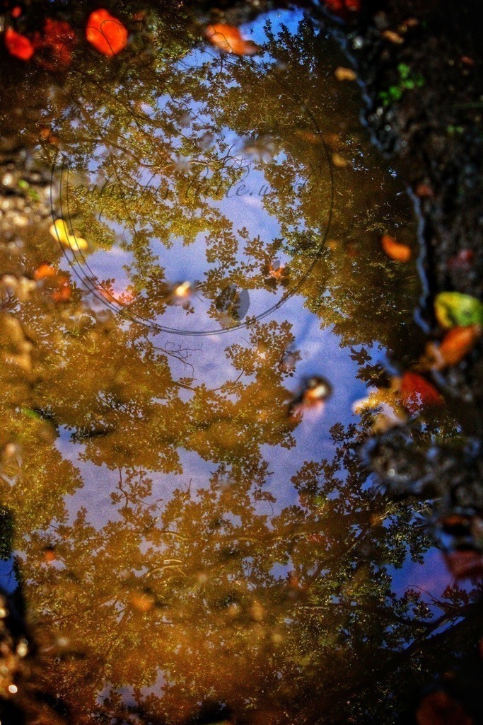 Spiegelung Wald Pfütze | only.this.little.world - Realisiert mit Pictrs.com