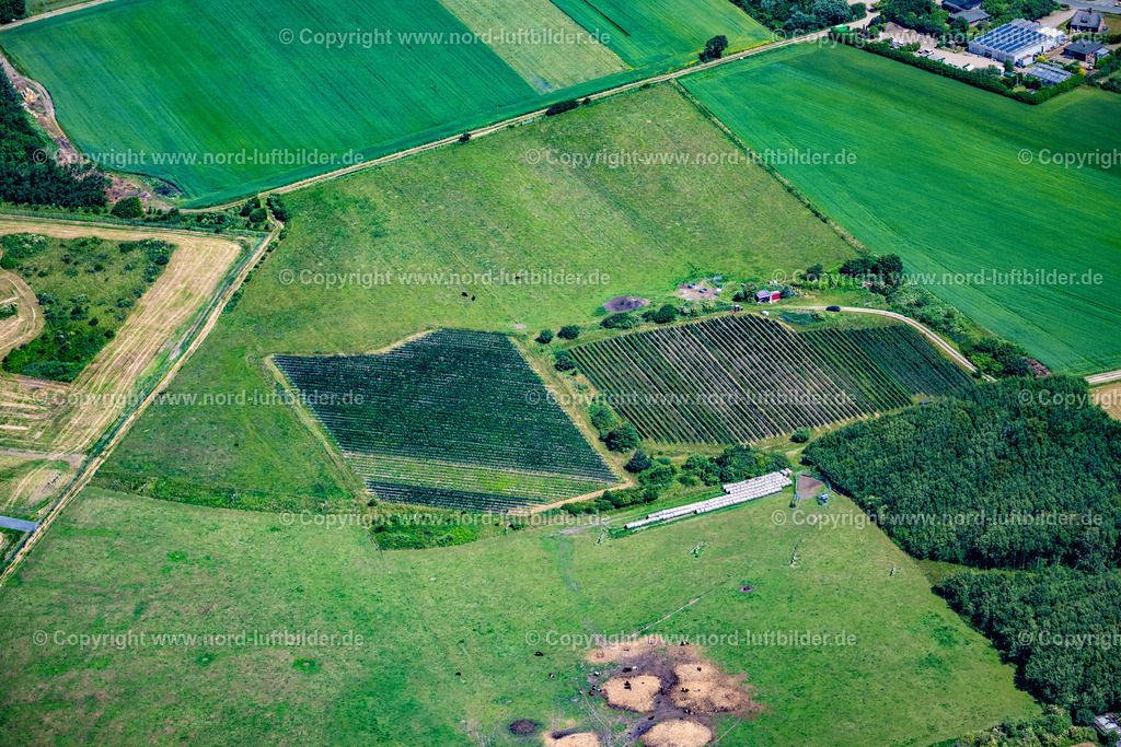 Sylt_Keitum_Sölviin_Sylter_Weinberg_ELS_0192210625 | SYLT 13.08.2025 Nörtlichstes Weinanbaugebiet " Sölviin " Keitum mit der Sorte Solaris auf der Insel Sylt im Bundesland Schleswig-Holstein, Deutschland. // Northernmost wine-growing region " Soelviin " Keitum with the variety Solaris on the island of Sylt in the federal state of Schleswig-Holstein, Germany. Foto: Martin Elsen
