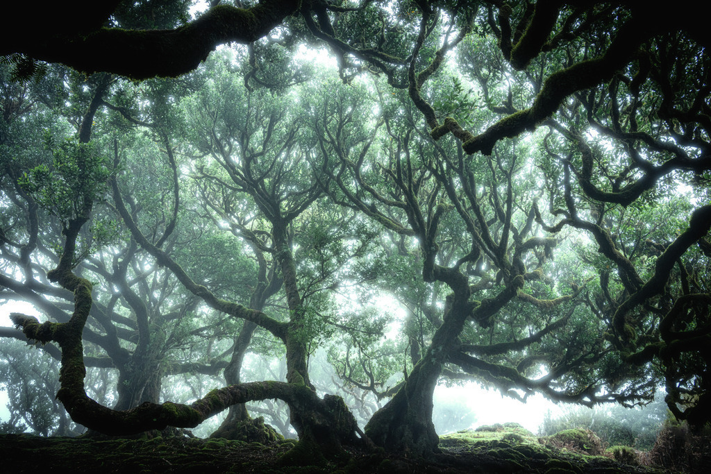 Märchenwald im Nebel | Wandbilder - Florian Läufer - Realisiert mit Pictrs.com