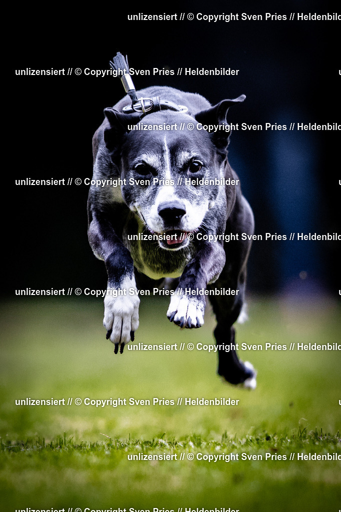 Sven Pries | 2025-10-03 - Hunderennen Obergrombach - Realisiert mit Pictrs.com