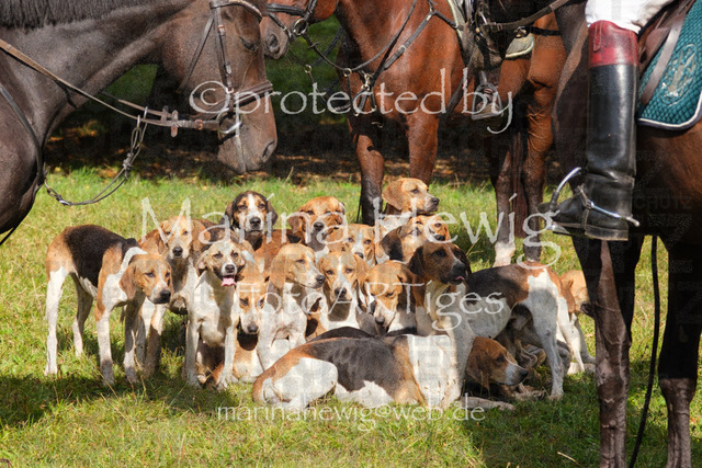 Jagd Perdoel_MarinaHewigDSCF4009 | Fotografie, FotoArt, PferdesportArt, Pferdesportfotografie, Landschaftsfotografie, Reisefotografie, Reise, Pferde - Realisiert mit Pictrs.com