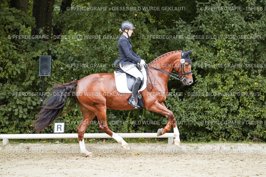 DSC04566 | Pferdegrafie