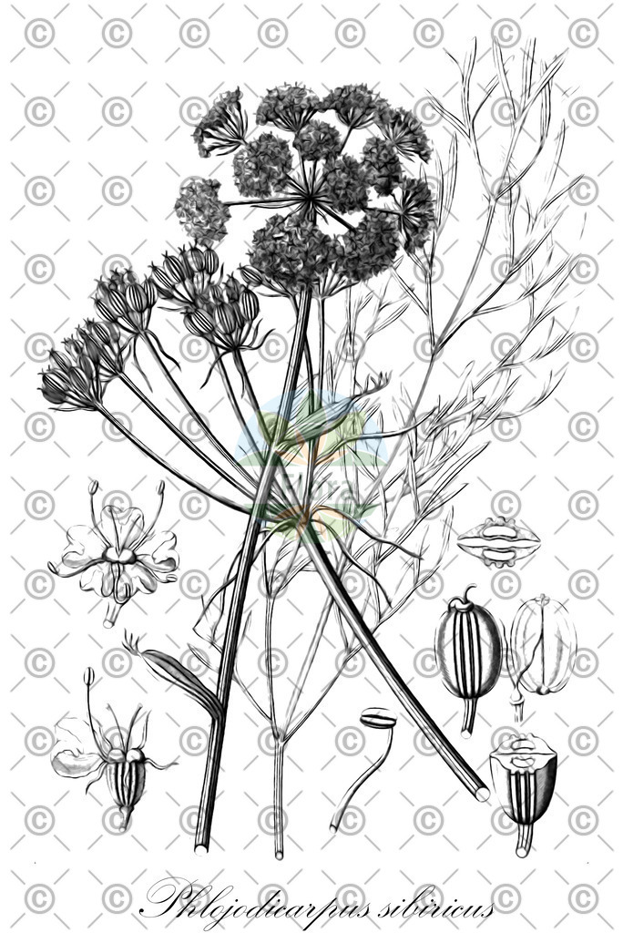 HistAbb_wfo-0000269654_1_ENZY_Simple | Historische Abbildung von Phlojodicarpus sibiricus - Apiaceae | Historical Illustration of Phlojodicarpus sibiricus - Apiaceae