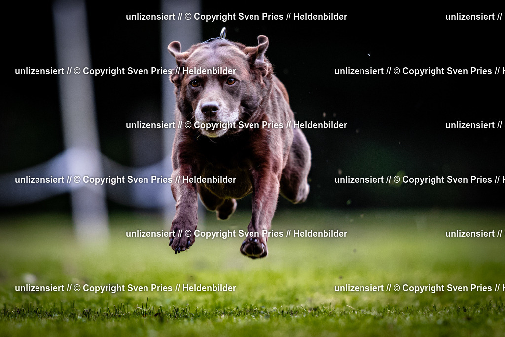 Sven Pries | 2025-10-03 - Hunderennen Obergrombach - Realisiert mit Pictrs.com