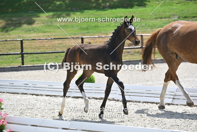 30_Escaneno - Quaterback_935_2118 | Björn Schroeder Pferdefotografie
