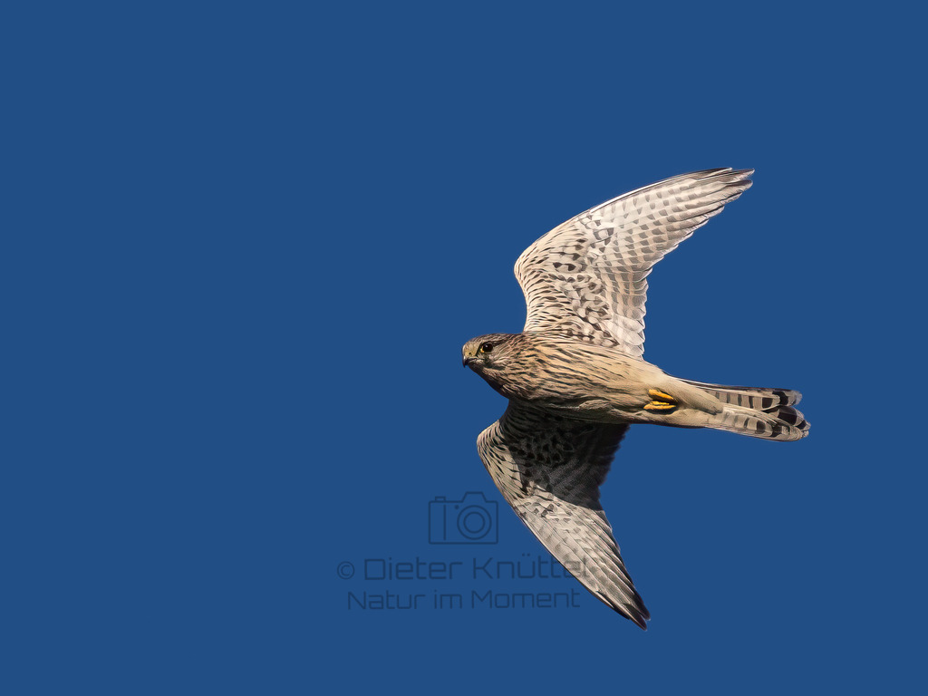 P1610520-Bearbeitet-2022-2-Bearbeitet-2022-LR | Natur im Moment - Realisiert mit Pictrs.com