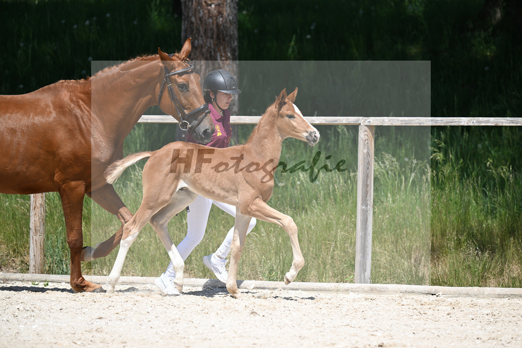Benicio x Vivaldos_HF_Regele_10250416 | hf-fotografie - Realizzato con Pictrs.com