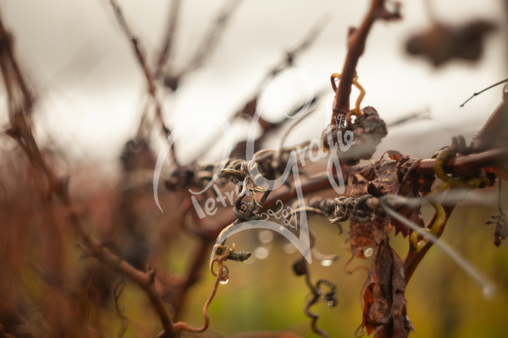 IMG_5525 | petragrafie - Realisiert mit Pictrs.com