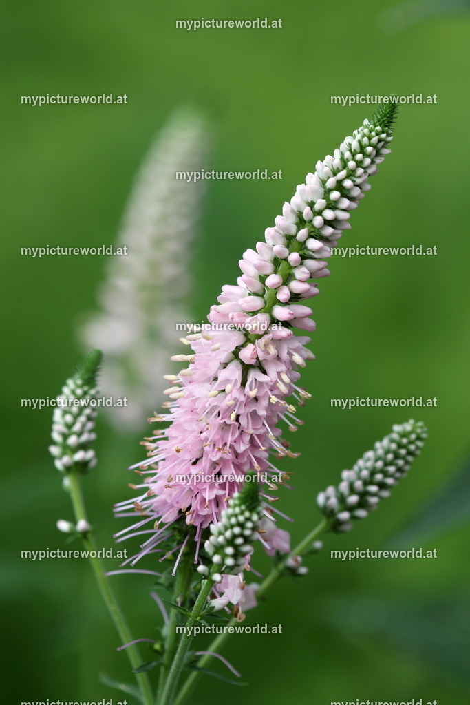 Langblättriger Ehrenpreis-001 | Das Bilderarchiv über Tiere, Planzen und Landschaften. In der Bilddatenbank finden Sie ein große Auswahl an hochwertigen Bilder für Ihre Werbung - Realisiert mit Pictrs.com