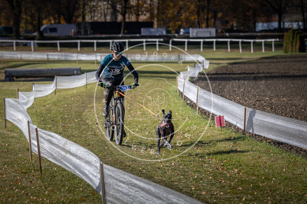 CaniXpix_DV3A7427 | Hundefotografie, Tierfotograf, Pfotenfotografie, Fotoshooting Hund, Hunde Portrait, Hundesport, Hundeportraits, Heideshooting, Hunde, Sportfotograf, Hundefotograf, Turnierhundsport, THS,  - Realisiert mit Pictrs.com