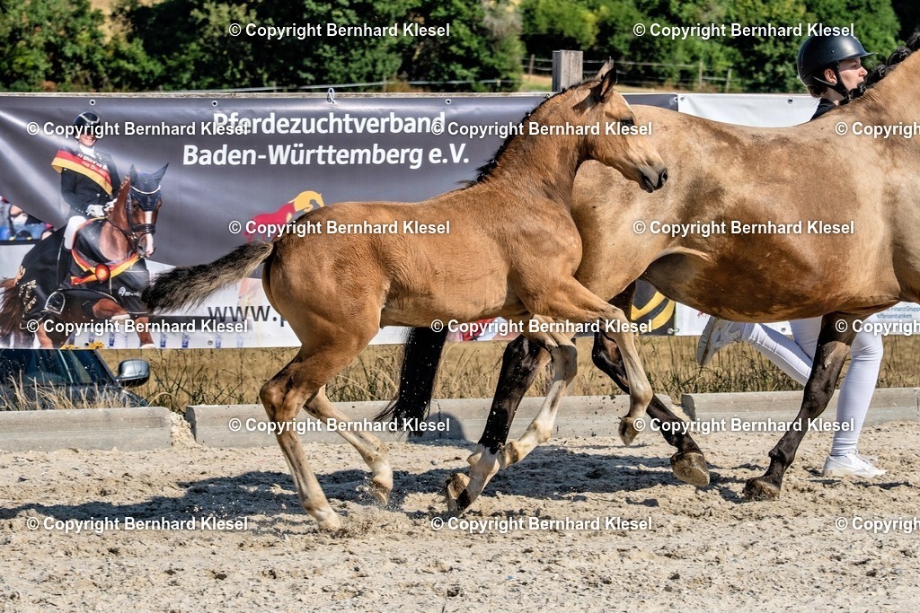 A1S09220 | foto-team-bernhard - Realisiert mit Pictrs.com