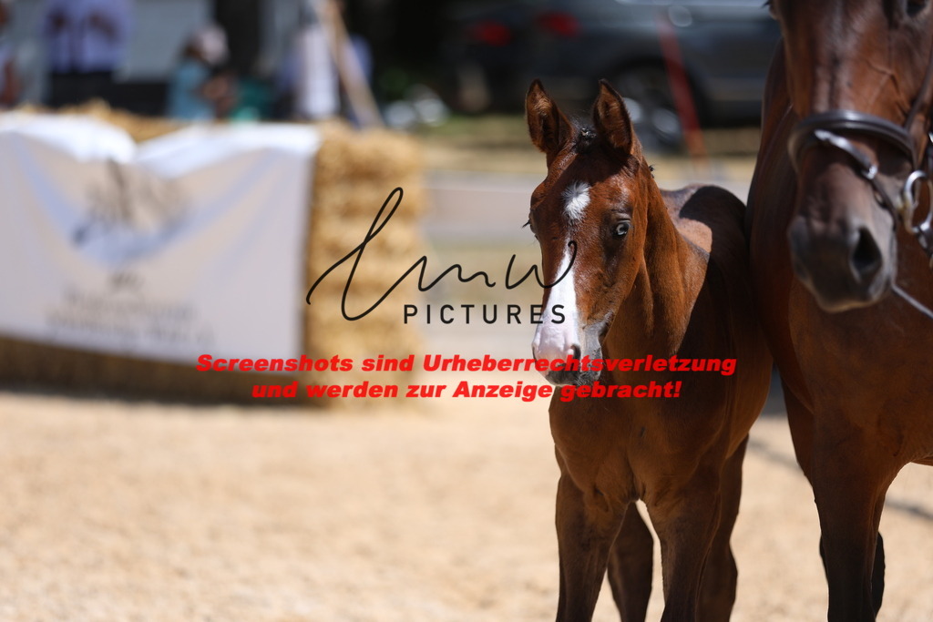 Fohlenschau_Schwäbisch_Hall_springbetonte_Fohlen_KN 32_20 | lmwpictures - Realisiert mit Pictrs.com