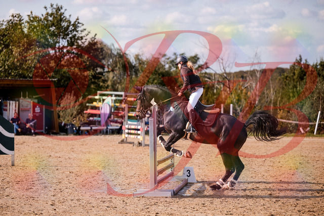 2026_10_03_Siefer-Hof_154310_Z81_60960162 | Professionelle Reitsport-, Turnier- und Eventfotografie von Robert Broda. Galerien mit ausgewählten und bearbeiteten Bildern direkt online ansehen und bestellen.