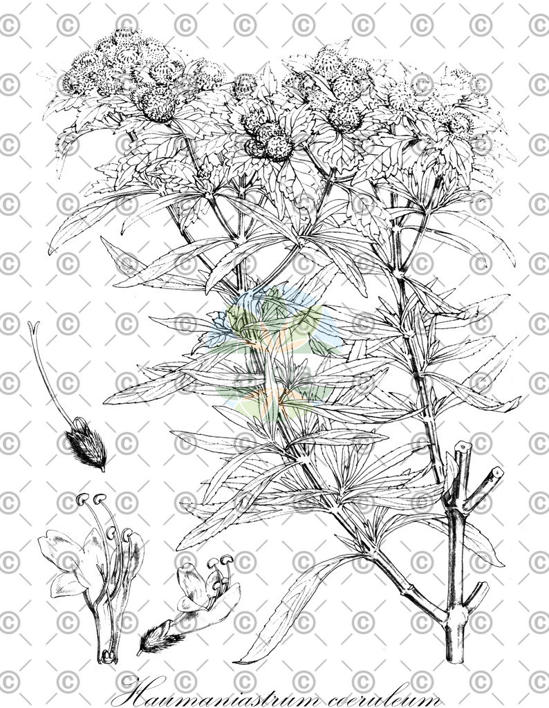 HistAbb_wfo-0000171250_1_ENZY_Simple | Historische Abbildung von Haumaniastrum coeruleum - Lamiaceae | Historical Illustration of Haumaniastrum coeruleum - Lamiaceae