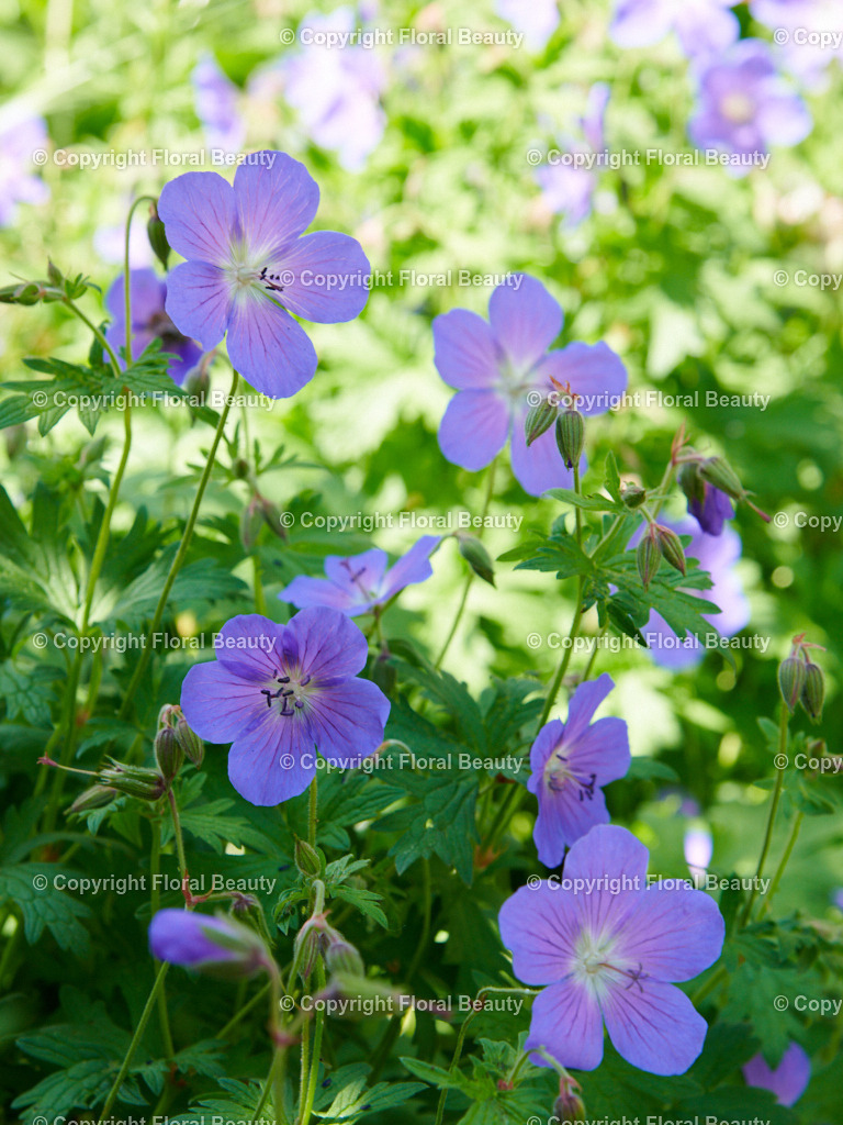 Geranium-pratense-Johnsons-Blue 62 | Durchscheinende zarte, fliederfarbene Geraniumblüten im Garten. Traumhaft als Wandbild auf Leinwand oder Holzdruck. - Realisiert mit Pictrs.com